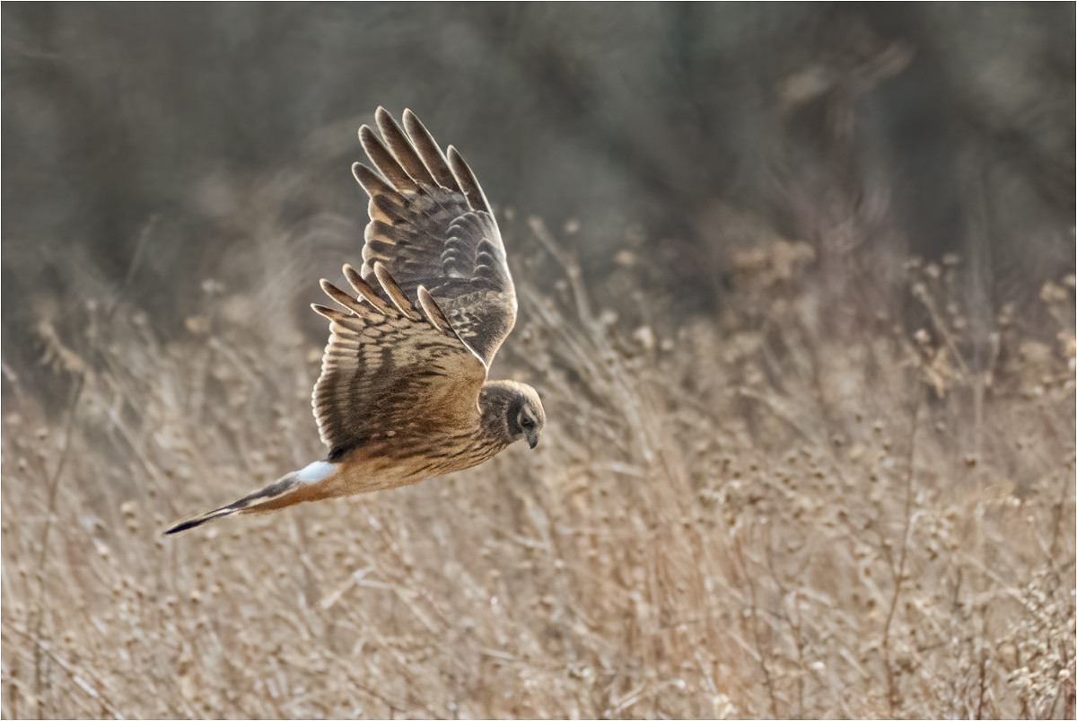 Michels Elizabeth Norhern Harrier on the Hunt Nature   Ornithological   Class A 20260225